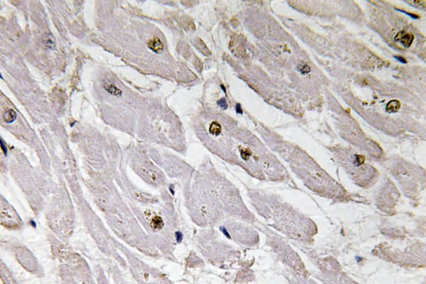 PAX1 Antibody (aa318-367)