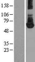 PKM / Pyruvate Kinase, Muscle Protein (Over-Expression Lysate Myc-DDK (Flag))