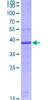 Human GPC1 / Glypican Protein (Recombinant GST, N-terminus)