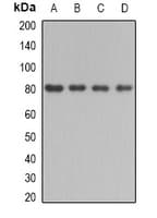 BBS2 / BBS Antibody