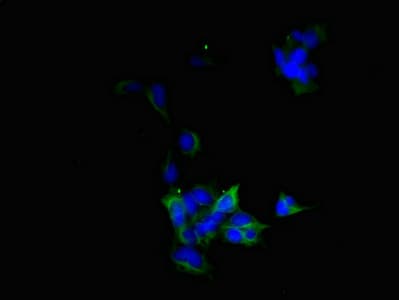BVES Antibody