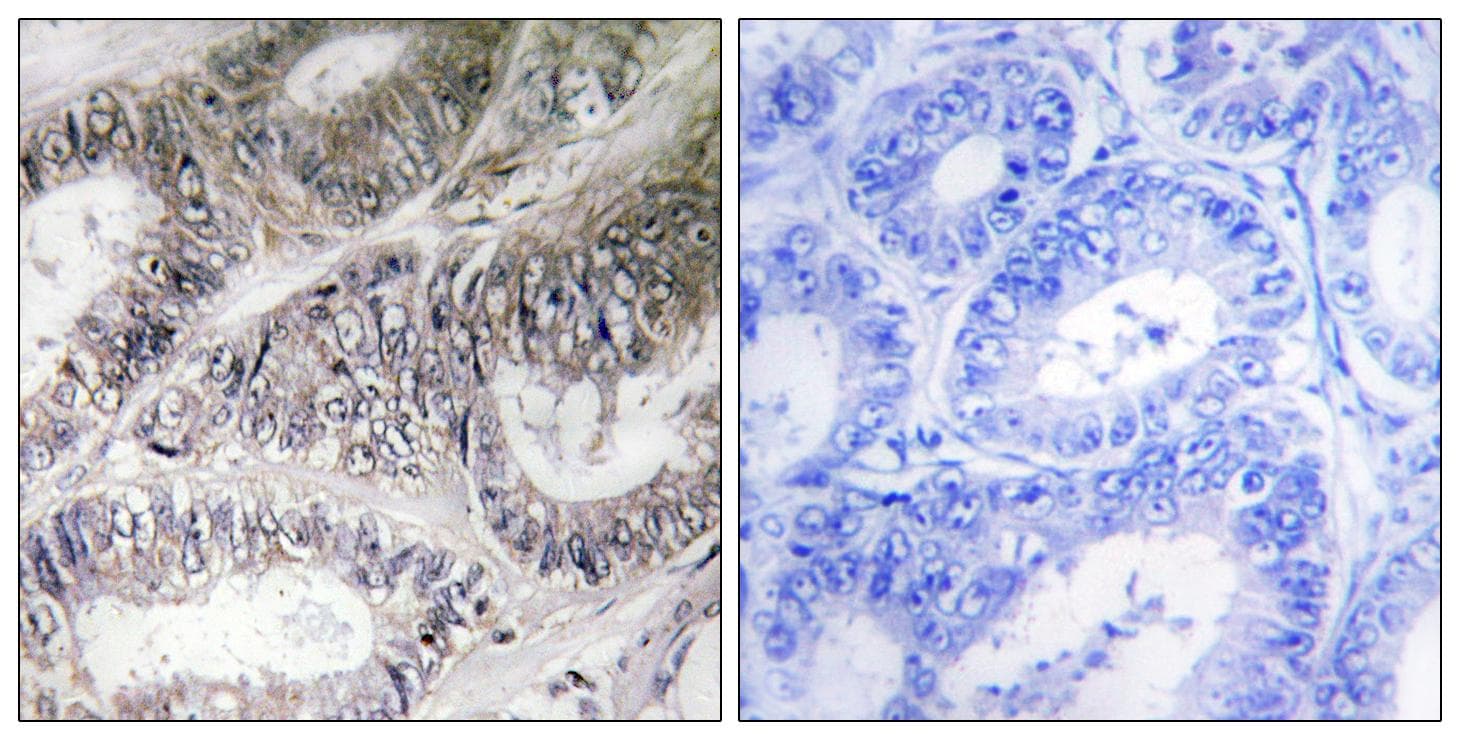 COX19 Antibody
