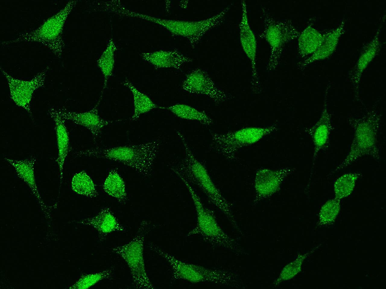 Polyclonal Rabbit anti-Human CCNE2 / Cyclin E2 Antibody (Preservative Free, IF)