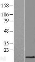 TMEM141 Protein (Over-Expression Lysate Myc-DDK (Flag))