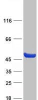 Human CCDC89 Protein (Recombinant Myc-DDK (Flag))
