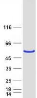 Human SHD Protein (Recombinant Myc-DDK (Flag))