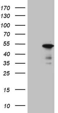 BHLHB2 / DEC1 Antibody (aa1-313, clone OTI10H1)