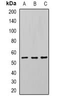 Polyclonal Rabbit anti-Human U2AF2 / U2AF65 Antibody (IF, WB)