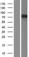 Human PDE4D Protein (Over-Expression Lysate Myc-DDK (Flag))