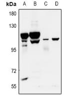 ADGRF4 / GPR115 Antibody