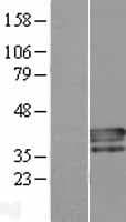 Human PLSCR4 Protein (Over-Expression Lysate Myc-DDK (Flag))