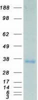 Human MPZ / P0 Protein (Recombinant Myc-DDK (Flag))