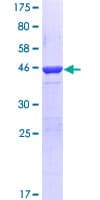Human PER2 Protein (Recombinant GST, N-terminus)