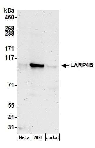 LARP4B Antibody (aa450-500)