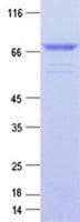 Human MICAL2 Protein (Recombinant)