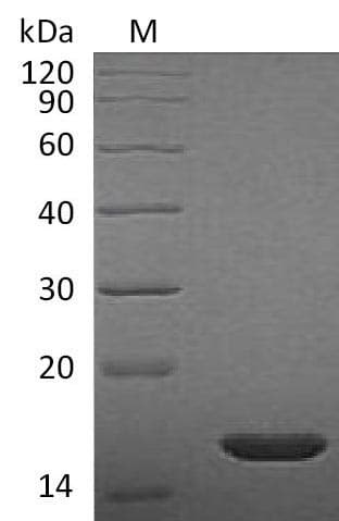 Rat FGF2 / Basic FGF Protein (Recombinant)