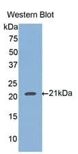 HFE2 / Hemojuvelin Antibody (aa234-416, Biotin)