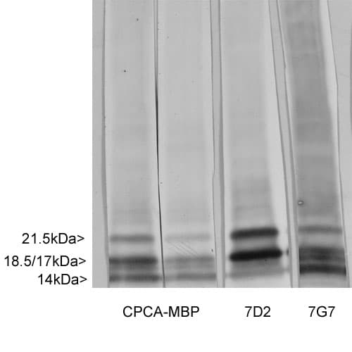 MBP / Myelin Basic Protein Antibody