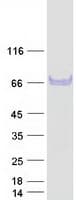Human Junctin / ASPH Protein (Recombinant Myc-DDK (Flag))