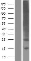 TMEM178 Protein (Over-Expression Lysate Myc-DDK (Flag))