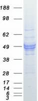Human CD14 Protein (Recombinant Myc-DDK (Flag))