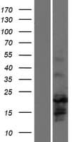 HES3 Protein (Over-Expression Lysate Myc-DDK (Flag))