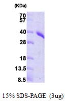 Human ARTS Protein (Recombinant His)