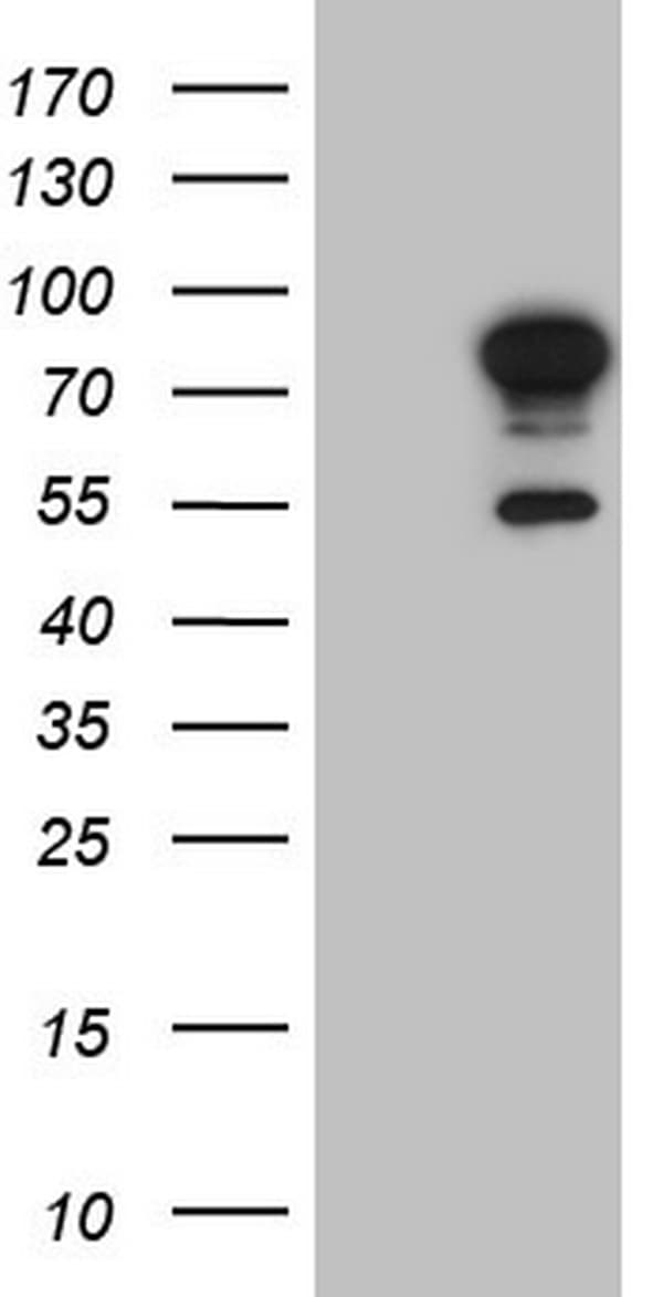 FSIP1 Antibody (clone OTI6F6, Carrier-free)