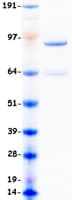 Human DNMT3B Protein (Recombinant Myc-DDK (Flag))