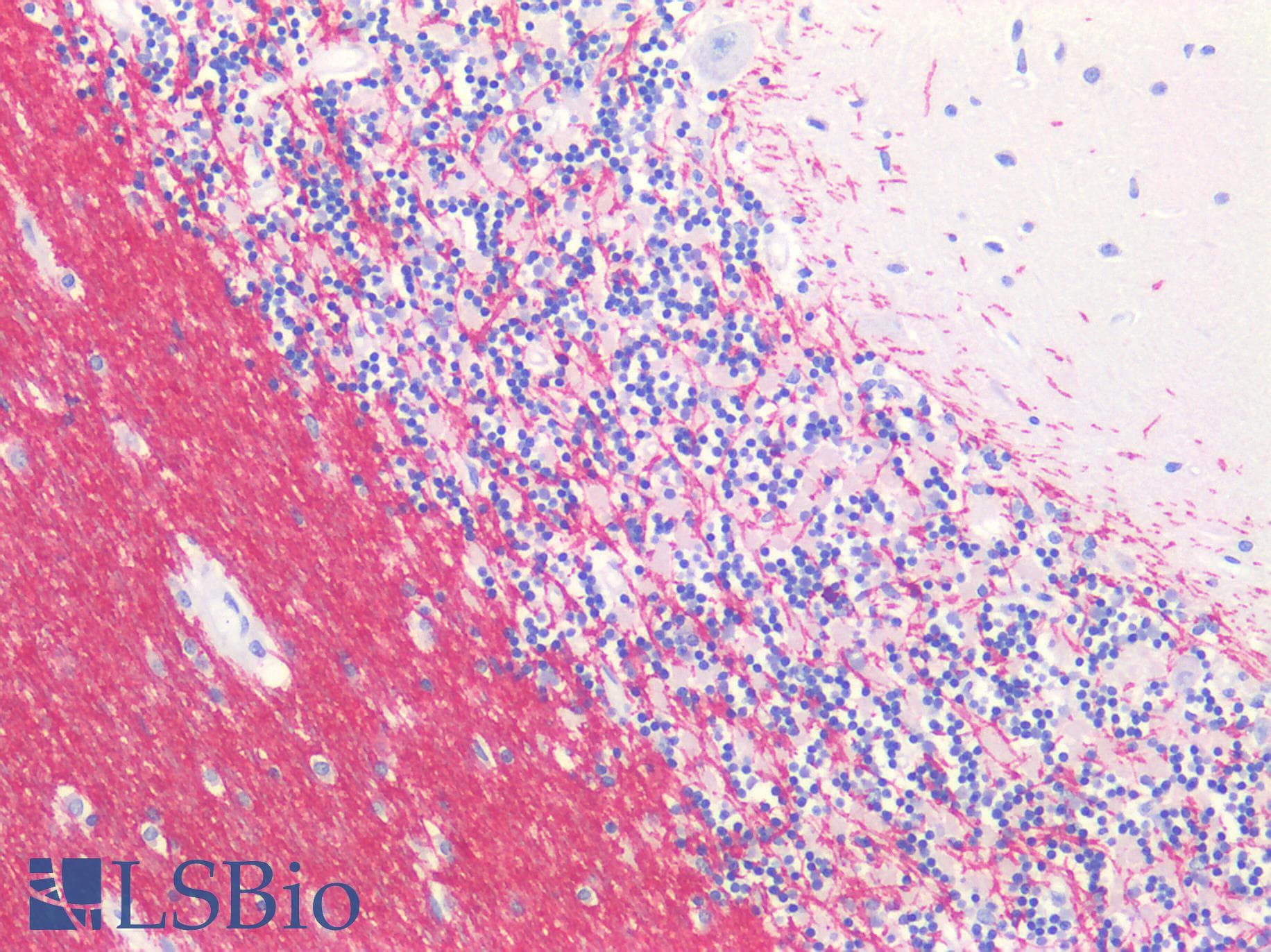 IHC-plus™ MOG Antibody