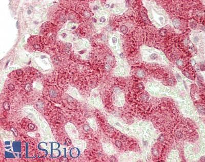 IHC-plus™ AGT / Angiotensinogen Antibody (aa35-285)