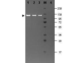 Beta Galactosidase Antibody