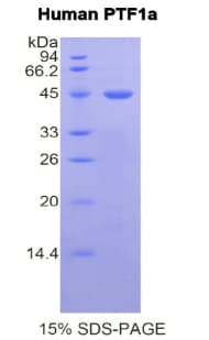 Human PTF1A Protein (Recombinant His-GST)