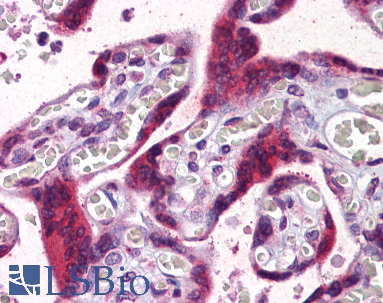 IHC-plus™ PGRMC2 Antibody (clone 3C11)