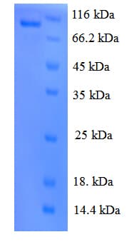 Human KDR / VEGFR2 / FLK1 Protein (Recombinant GST)