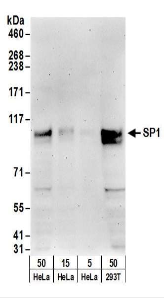SP1 Antibody (aa750-C-term)