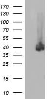 CD274 / B7-H1 / PD-L1 Antibody (clone OTI1B12)
