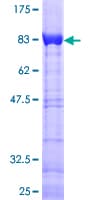 Human CACNB3 / Cavbeta3 Protein (Recombinant GST)