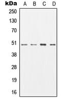 AP50 / AP2M1 Antibody (Internal)