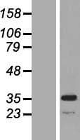 MPST Protein (Over-Expression Lysate Myc-DDK (Flag))