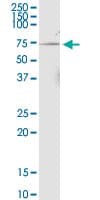 NPRL3 Antibody (clone 4E6)