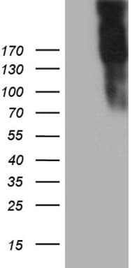 Monoclonal Mouse anti-Human JAG1 / Jagged 1 Antibody (clone OTI1F1, Carrier-free, aa523-759, WB)