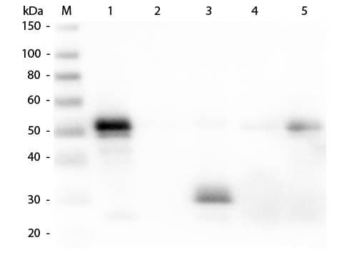 Donkey Anti-Rabbit IgG Fc Secondary Antibody (Biotin)