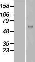 KIAA0652 / ATG13 Protein (Over-Expression Lysate Myc-DDK (Flag))
