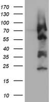ZSCAN18 / ZNF447 Antibody (clone OTI2D3)