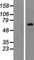 Nor-1 / NR4A3 Protein (Over-Expression Lysate Myc-DDK (Flag))