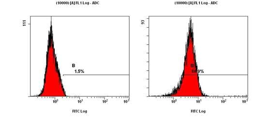 MAP1LC3A / LC3A Antibody (N-Terminus)