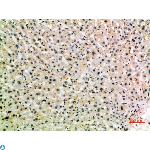 MSR1 / CD204 Antibody