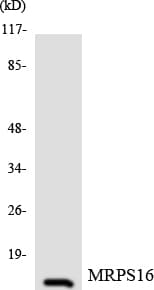 MRPS16 Antibody (aa71-120)
