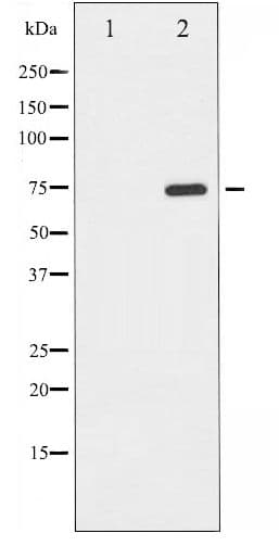 Polyclonal Rabbit anti-Human EIF2AK2 / PKR Antibody (phospho-Thr446, WB)